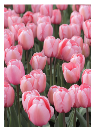 40 000 tulipes pour récolter des fonds
